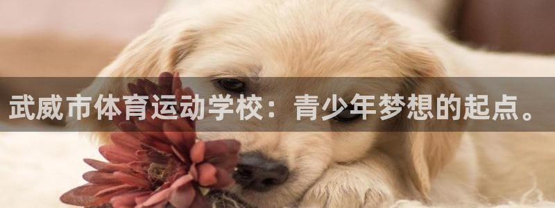 vsport体育官方正版app集团官网网址