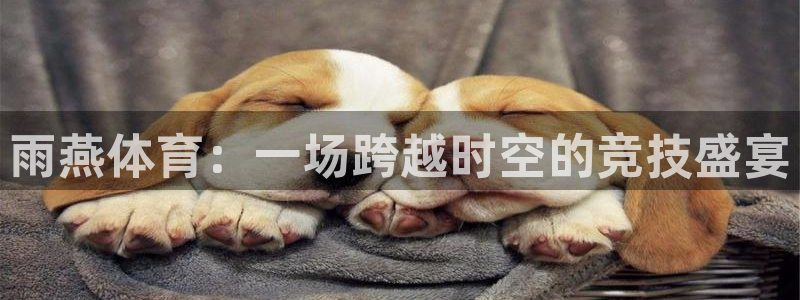 178篮球直播在线免费观看：雨燕体育：一场跨越时空的竞技盛宴