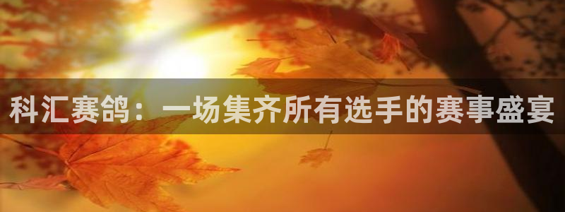体育直播178：科汇赛鸽：一场集齐所有选手的赛事盛宴